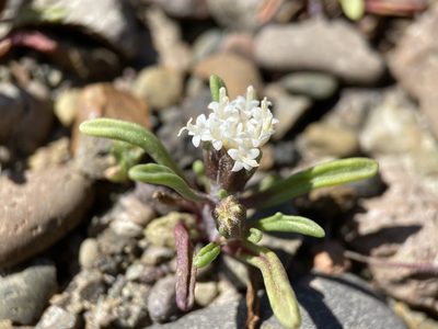Chaenactis cusickii, photographed by Matt Berger