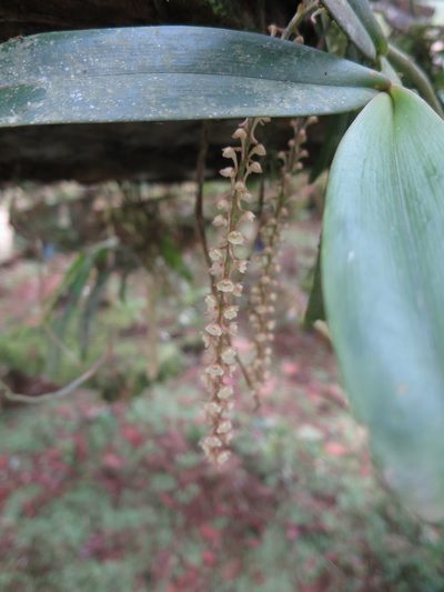 Rhipidoglossum rutilum, photographed by Ricardo Lima