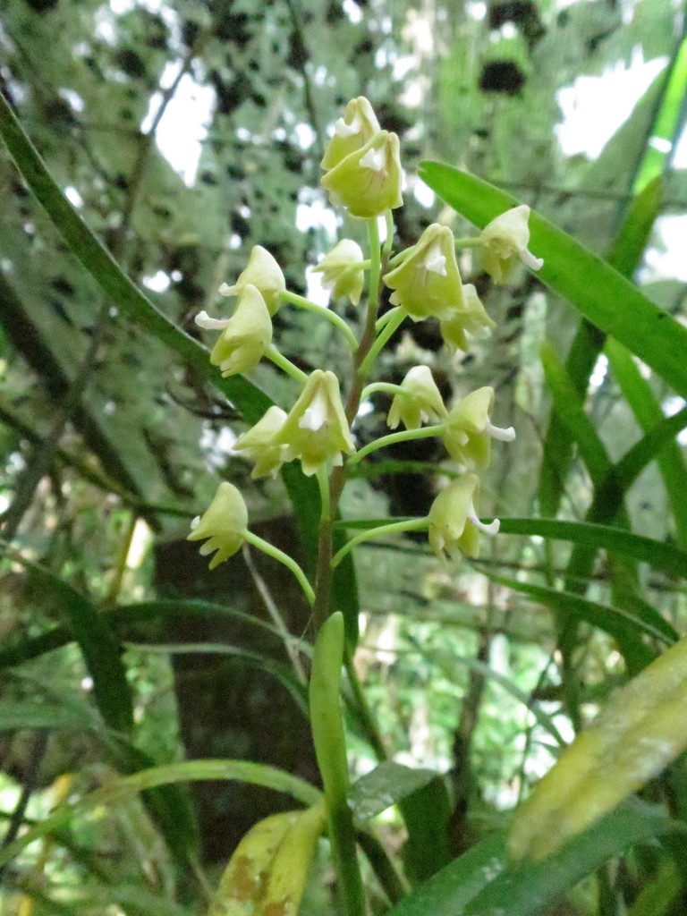 Polystachya thomensis, photographed by Ricardo Lima