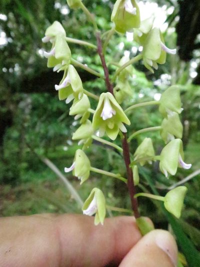 Polystachya thomensis, photographed by Ricardo Lima