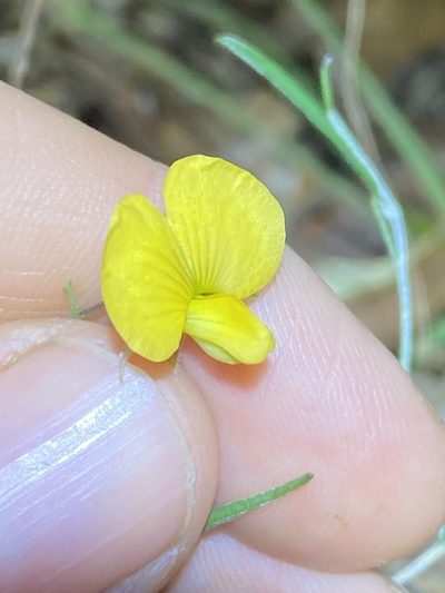 Isotropis filicaulis, photographed by Greg Tasney