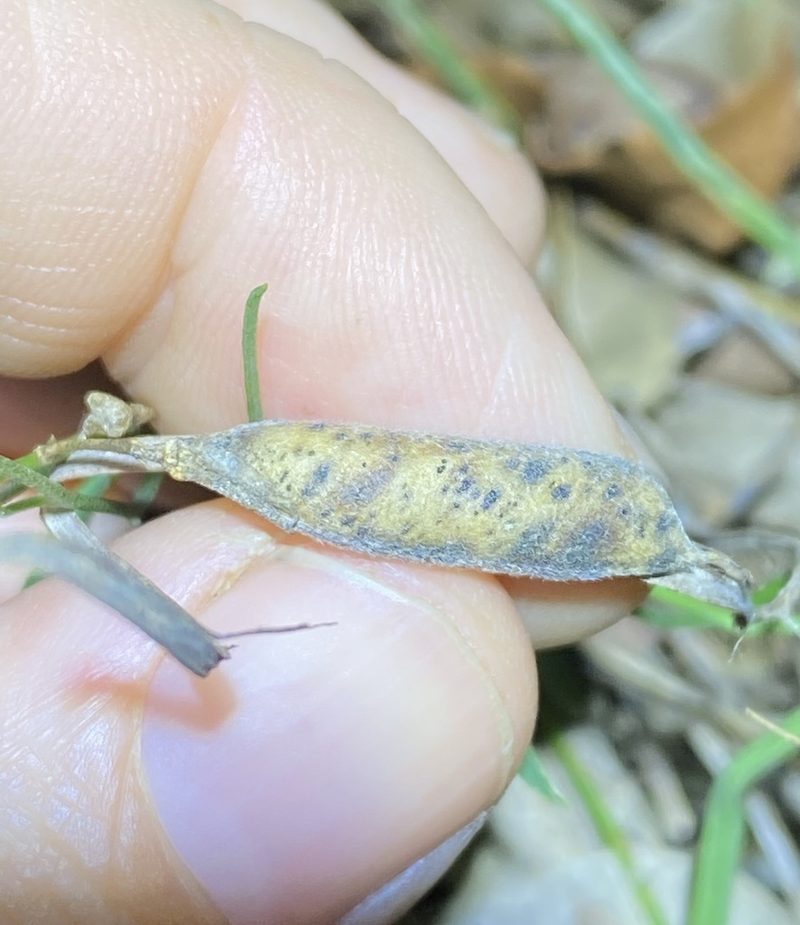 Isotropis filicaulis, photographed by Greg Tasney
