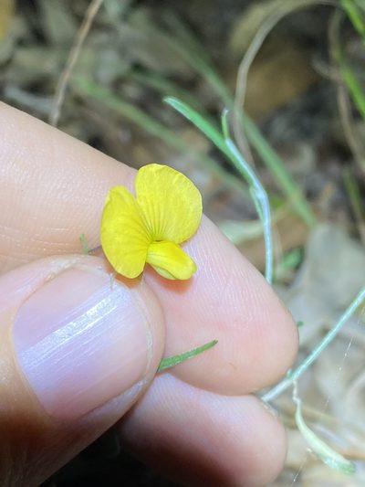 Isotropis filicaulis, photographed by Greg Tasney