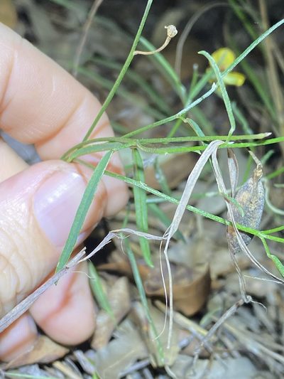 Isotropis filicaulis, photographed by Greg Tasney