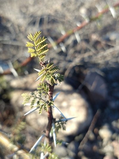 Vachellia pacensis, photographed by Abraham Sánchez Romero