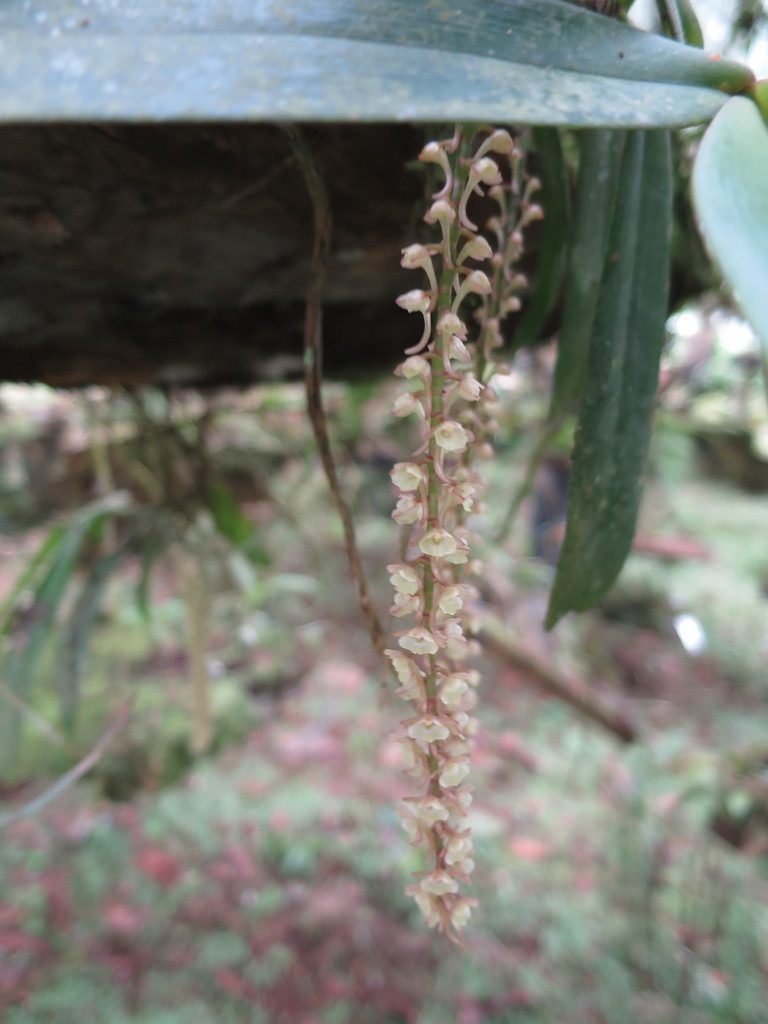 Rhipidoglossum rutilum, photographed by Ricardo Lima