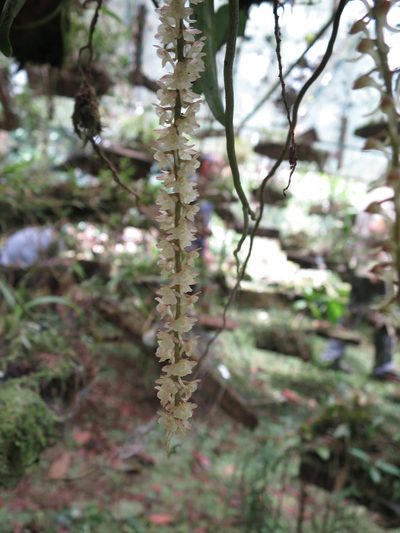 Rhipidoglossum rutilum, photographed by Ricardo Lima