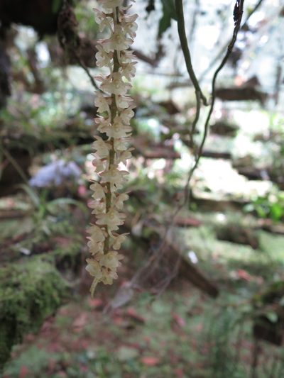 Rhipidoglossum rutilum, photographed by Ricardo Lima