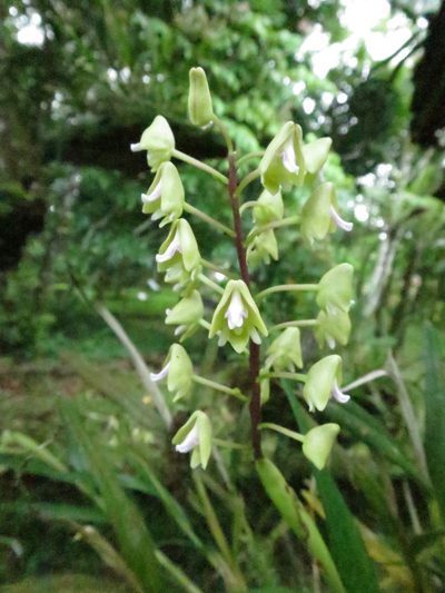 Polystachya thomensis, photographed by Ricardo Lima