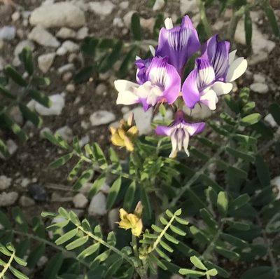 Astragalus lindheimeri, photographed by Tyler Cannon