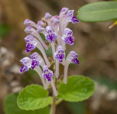 Scutellaria indica, photographed by portioid