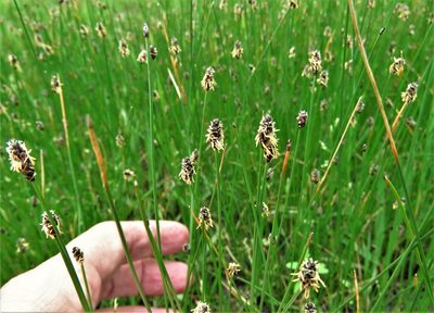 Eleocharis compressa, photographed by Annika Lindqvist