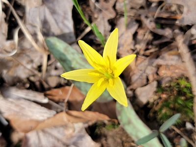 Erythronium rostratum, photographed by Elias