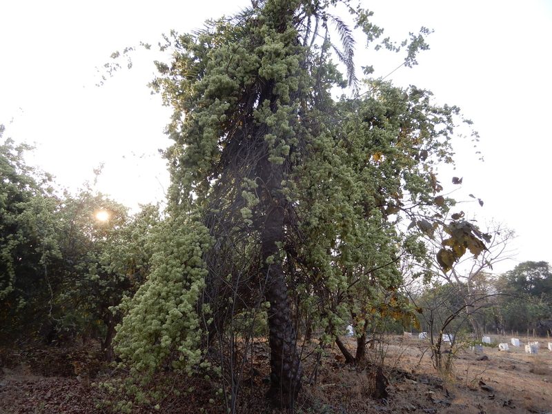 Getonia floribunda, photographed by Seema Merchant