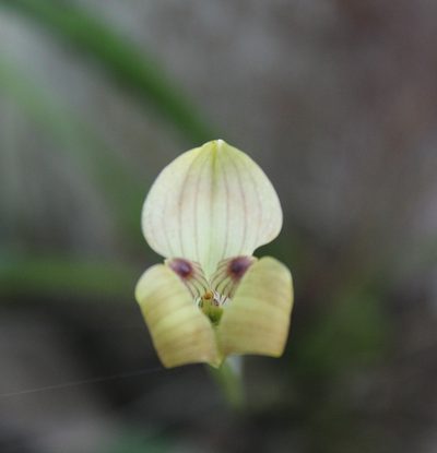 Maxillaria egertoniana, photographed by Ricard Busquets Reverte