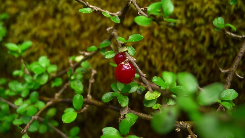 Coprosma depressa, photographed by Sarah Richardson
