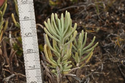 Lavandula dentata, photographed by Pieter Pelser