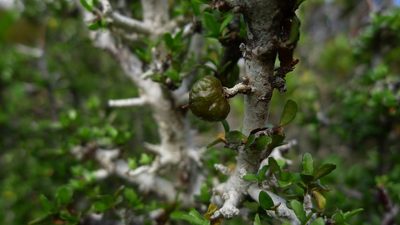 Pittosporum rigidum, photographed by Sarah Richardson