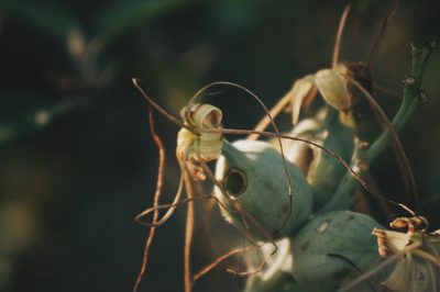 Agave variegata, photographed by Claudio Cantú Muñiz