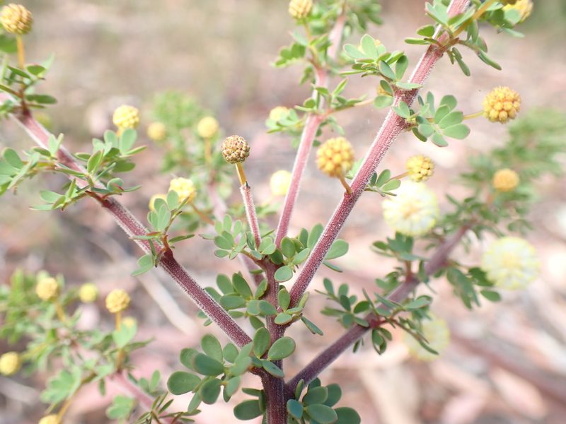 Acacia mitchellii, photographed by Nina Kerr