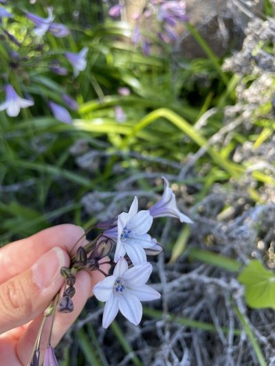 Triteleia clementina, photographed by Sula Vanderplank