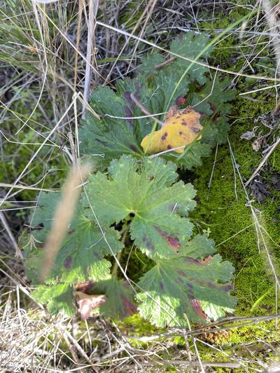 Jepsonia malvifolia, photographed by Sula Vanderplank