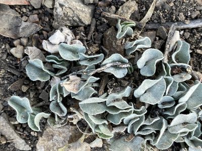 Dichondra argentea, photographed by Michelle Lay
