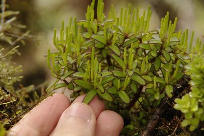Peperomia galapagensis, photographed by Eric Knight