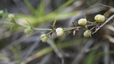 Trichogalium corymbosum, photographed by Jairo Pinto
