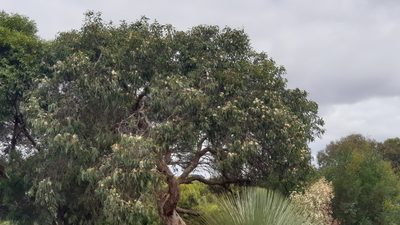 Eucalyptus cosmophylla, photographed by Andrew Thornhill