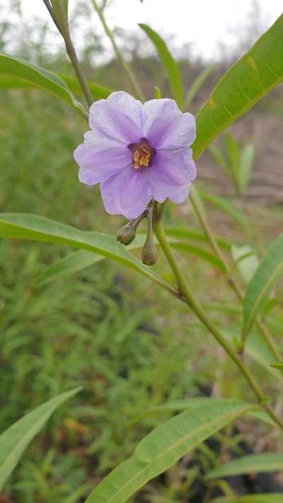Solanum simile, photographed by Andrew Thornhill