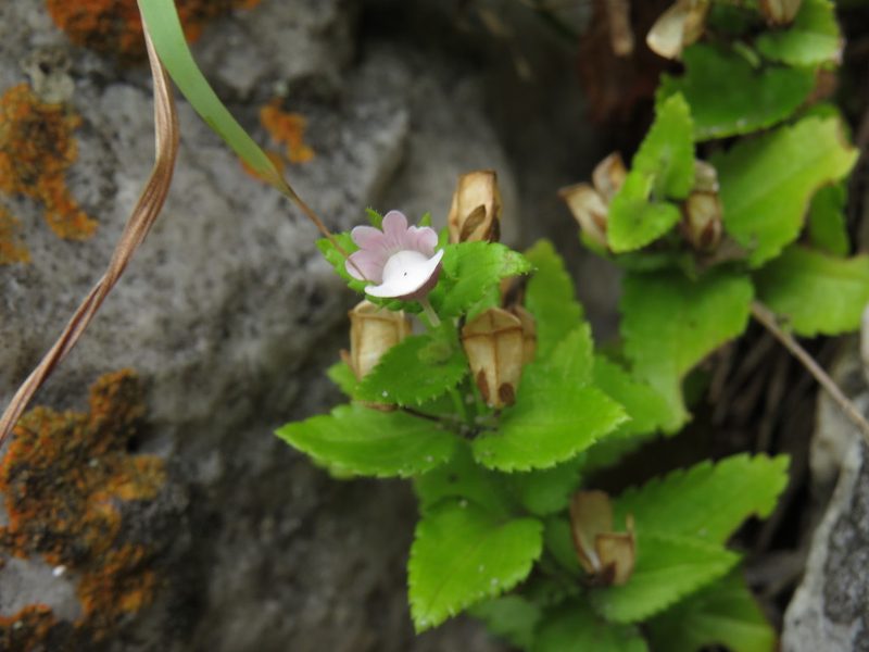 Nemesia macrocarpa, photographed by Jeremy Gilmore