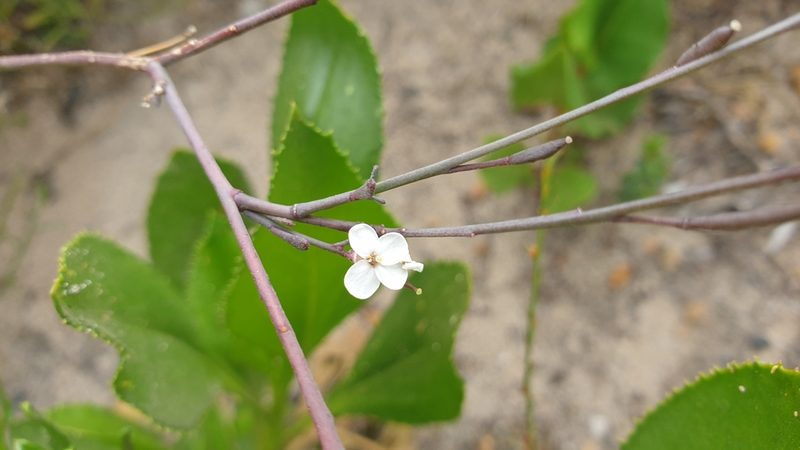 Irenepharsus phasmatodes, photographed by Andrew Thornhill