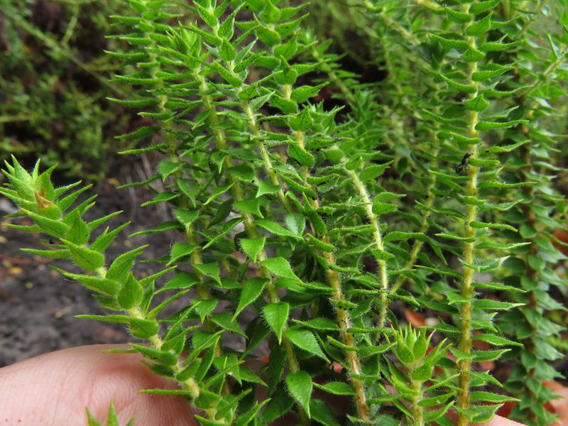 Agathosma imbricata, photographed by Jeremy Gilmore