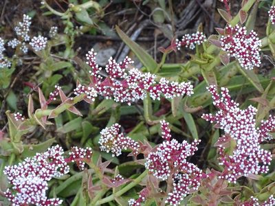 Crassula capitella, photographed by Shaun Swanepoel
