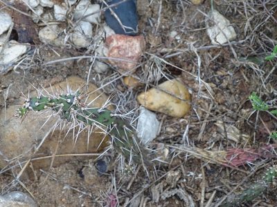 Opuntia aurantiaca, photographed by Shaun Swanepoel