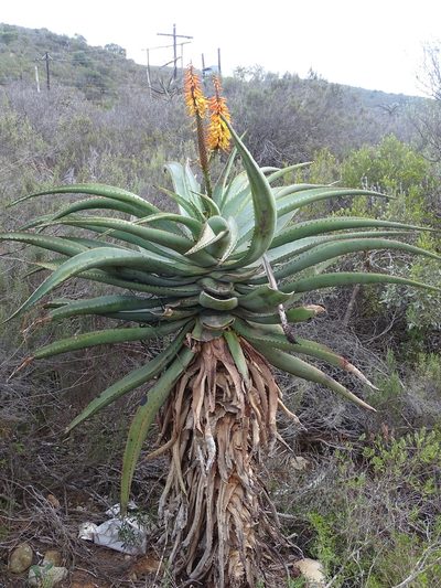 Aloe africana, photographed by Shaun Swanepoel