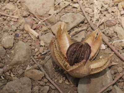 Chukrasia tabularis, photographed by Dinesh Valke