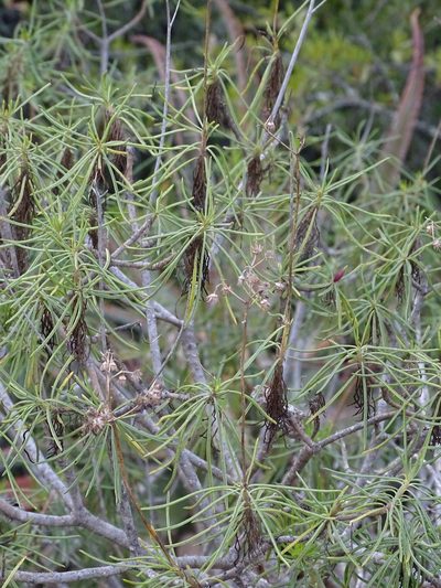 Senecio linifolius, photographed by Shaun Swanepoel