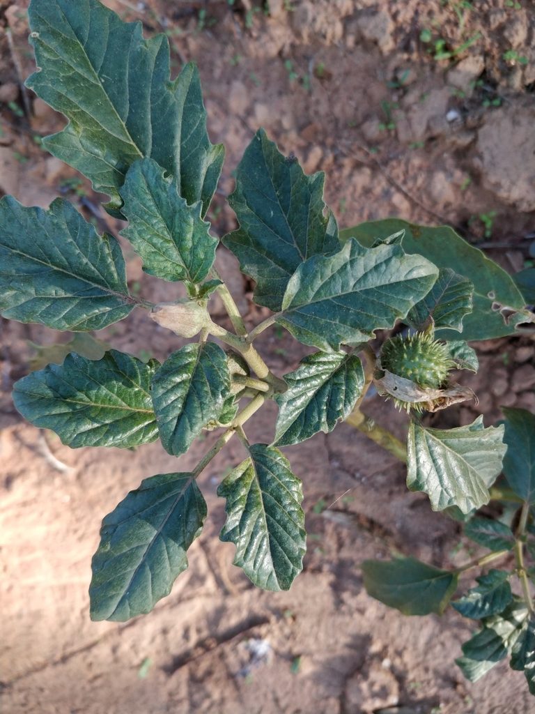 Datura leichhardtii, photographed by Will Cornwell