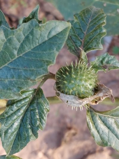 Datura leichhardtii, photographed by Will Cornwell
