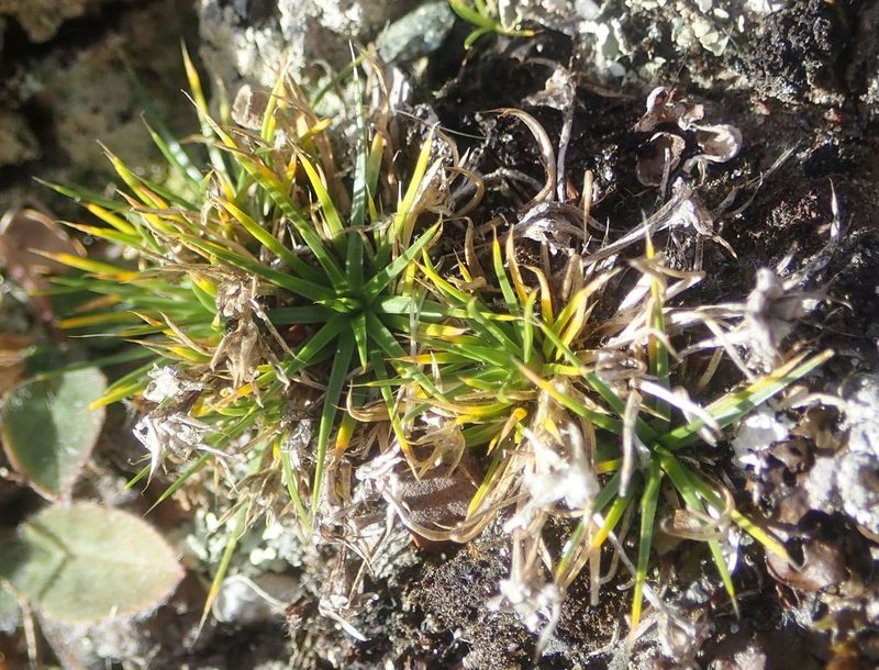 Colobanthus strictus, photographed by John Steel