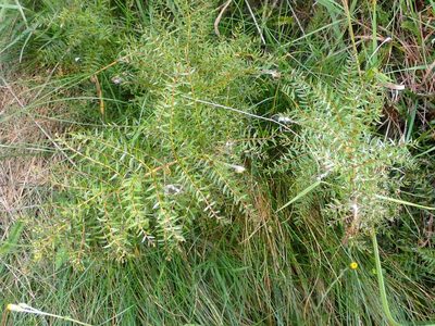 Coriaria angustissima, photographed by John Steel