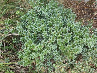 Gaultheria rupestris, photographed by John Steel
