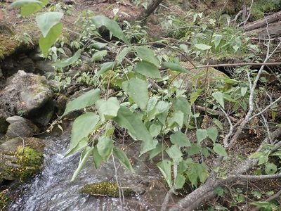 Hoheria glabrata, photographed by John Steel
