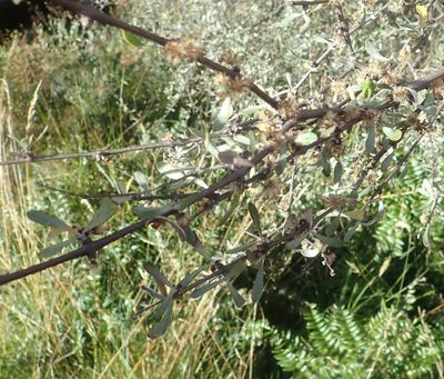 Olearia odorata, photographed by John Steel