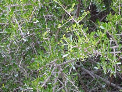 Searsia longispina, photographed by Shaun Swanepoel