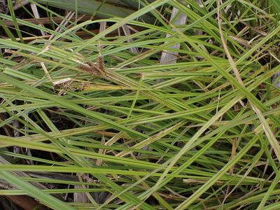 Carex maorica, photographed by Mike Bowie