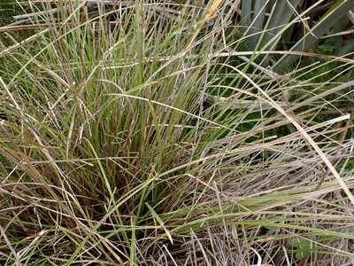 Carex rafflesiana, photographed by Mike Bowie