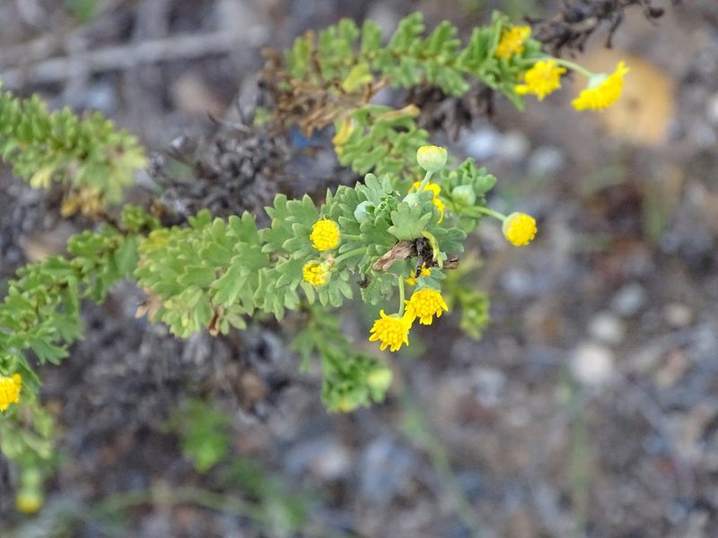 Euryops algoensis, photographed by Shaun Swanepoel